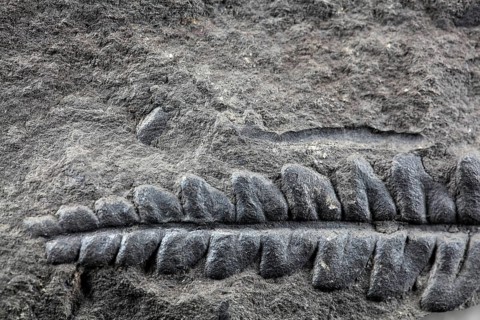 A fossil plant of Carboniferous age from Spain