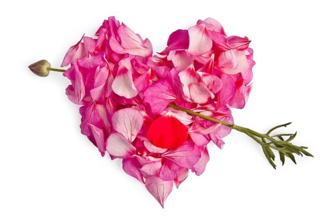 The heart of the pink petals of Pelargonium, rubbed through by an arrow from a red flower with