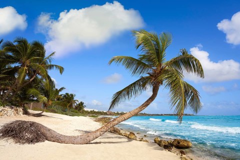 Akumal coconut palm tree beach in Riviera Maya of Mayan Mexico