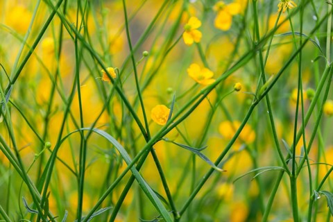 Flower meadow, buttercup (Ranunculus acris), St. Peter Freienstein, Styria, Austria, Europe