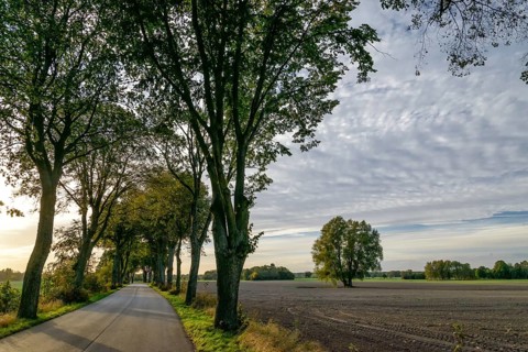 Avenue in Masuria