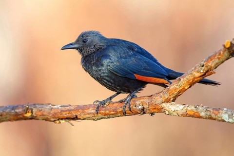 A Red-winged Starling on a perch, (Onychognathus morio), Africa, South Africa, KwaZulu-Natal,