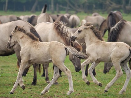 Two foals playing in a green pasture, surrounded by other grazing horses, merfeld, münsterland,