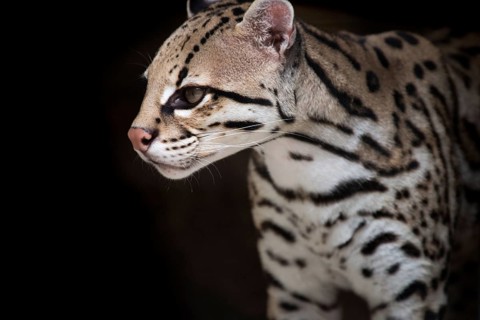 Ocelot (Leopardus pardalis), captive animal, zoo, Pittsburgh Zoo & Aquarium