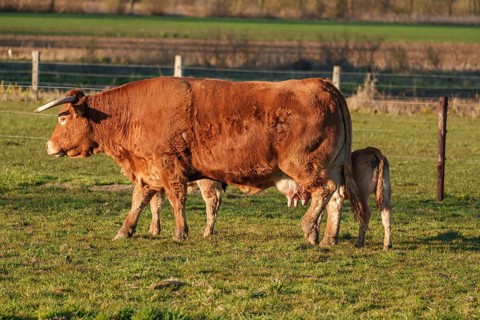 Cow nursing her calf on green pasture in the warm afternoon sun, ramsdorf, münsterland, germany