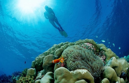 Snorkelling over coral reef with anemone fish, Amphiprion nigripes, Maldives, Indian Ocean, Meemu