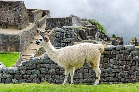 Llama in Machu Picchu