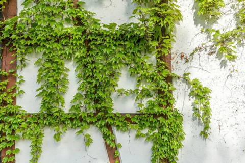 Ornamental Virginia Creeper on a half-timbered house. Alsace, France, Europe