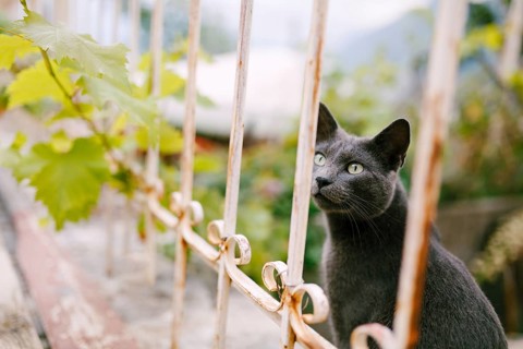 A gray ash cat sits near a metal fence with a grape branch on a blurred background.