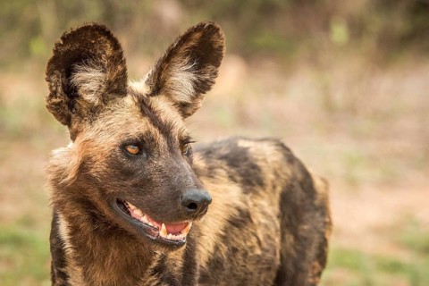 Close up of an African wild dog in the Kruger National Park, South Africa, Africa