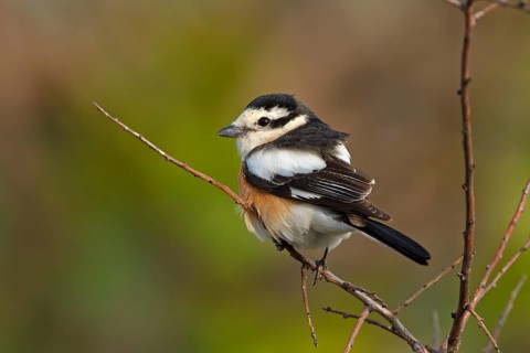 Masked shrike, (Lanius nubicus), Animals, Birds, Shrike family, Perching station, Dolucak, Adyaman,