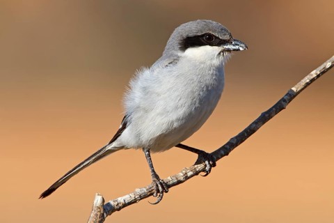 Mediterranean Grey Shrike, Mediterranean Grey Shrike, Great Grey Shrike, (Lanius excubitor