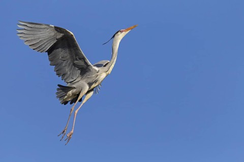 Grey heron, heron, animals, birds, flight photo, nesting material, nest, nest building, (Ardea