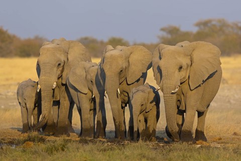 African elephant, (Loxodonta africana), animals, mammals, Africa, mud bath, young animal,