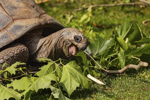 Close-up of a giant tortoise heartily biting leaves while eating