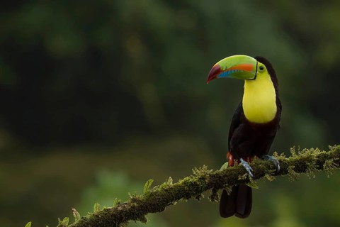 Keel billed toucan, costarica