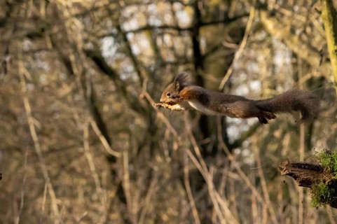 Sciurus vulgaris, italy