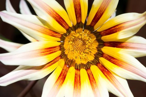 Red and yellow flower stamens. Close up macro