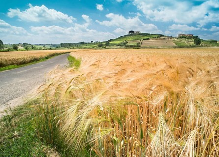 Getreide und Landwirtschaft in der Toskana