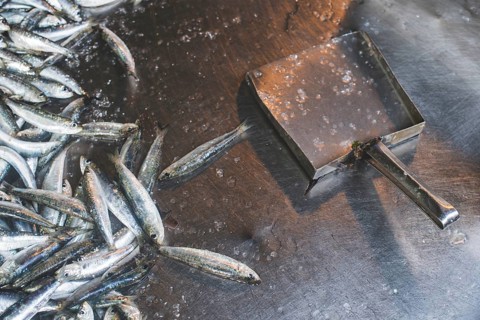 Fish on ice in the market. Greece, Athens, Piraeus