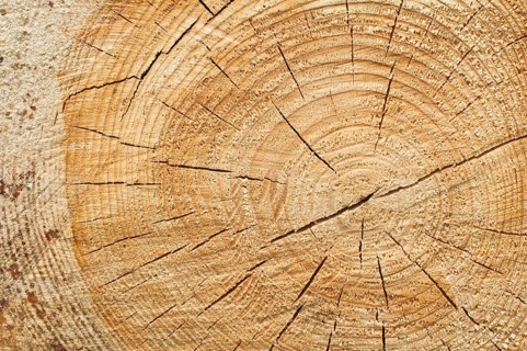 Background of split wood. Close up wood texture