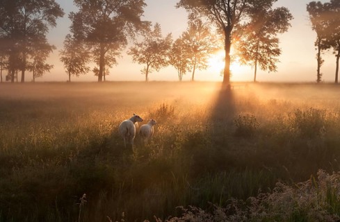 Sheep on pasture at misty sunrise, Holland