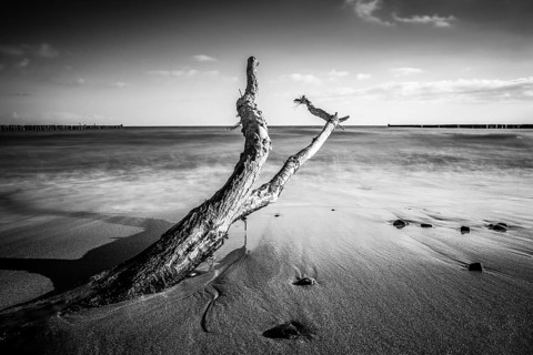 Driftwood on the coast of the Baltic Sea near Kühlungsborn