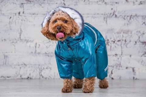 Small funny dog of brown colour with curly hair of toy poodle breed posing in clothes for dogs.