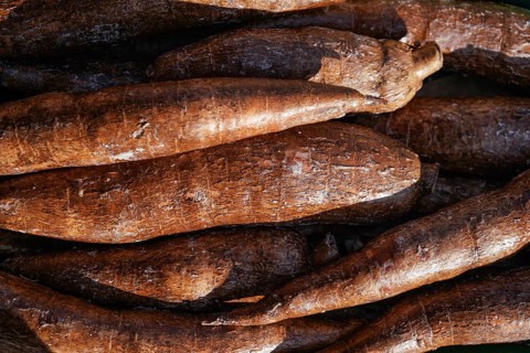 Yuca / Macaxeira (Manihot esculenta) roots displayed at food market in London, sun shines on,