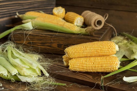 Fresh sweet corn on cobs on rustic wooden table, close up. Toned. Shallow depth of field
