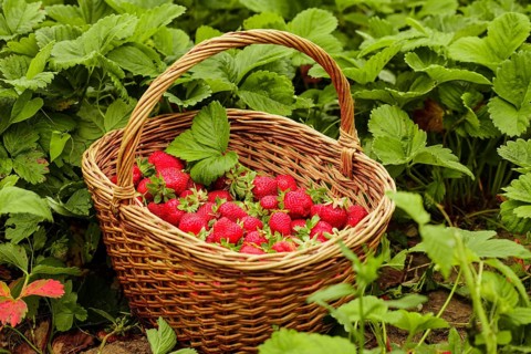 Strawberries in a basket in the garden outdoors