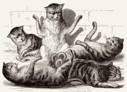 Fünf Katzen sind an den Schwänzen verbunden, Illustration, 19. Jahrhundert