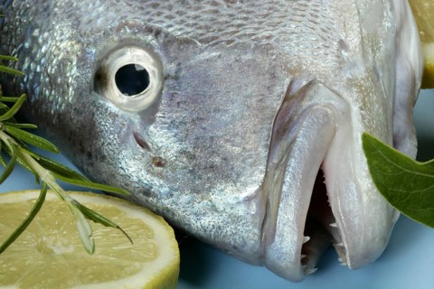 Denton, Mediterranean sparus fish, family of gilthead and snapper