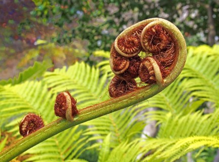 An unfurling fern leaf in close up with complex spiral unfolding pattern with bright green