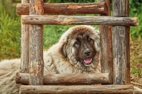 Portrait of Big Dog near the head of Burgas, Bulgaria, Europe