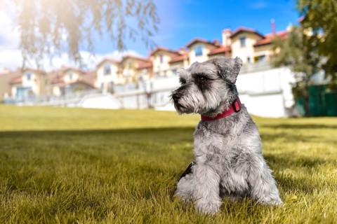 Portrait of a beautiful dog schnauzer sitting on the grass and looking into the distance in the