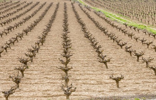 Rows of pruned bare grape vines in early spring, prepared for upcoming budding