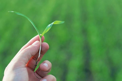Wheat seedling on the hand. Spring wheat seedling. Growth concept, Young sprout in springtime