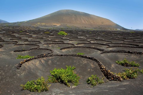 Lanzarote La Geria vineyard on black volcanic soil in Canary Islands