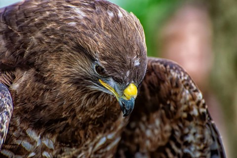Close-up of the head of an hawk