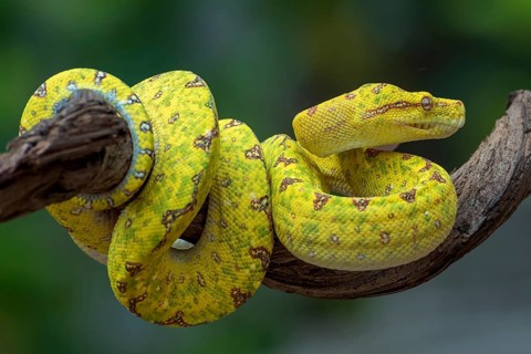Green Tree Phyton