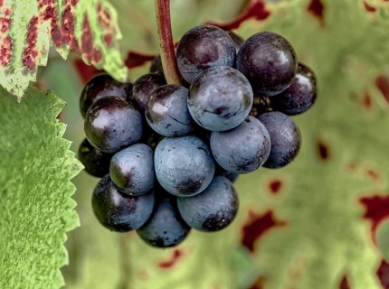 Ripe Pinot Noir grapes with autumnal vine leaves