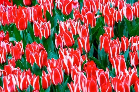 Red and white Greigii tulips Plaisir