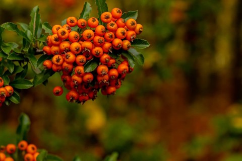 Yew berry. Taxus Yew Shrubs. Red berries on yew tree branch in the garden in autumn. Red rowan on