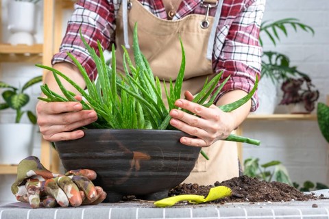 The hands of woman in an apron Potting, transplanting and reproduction is the separation of the