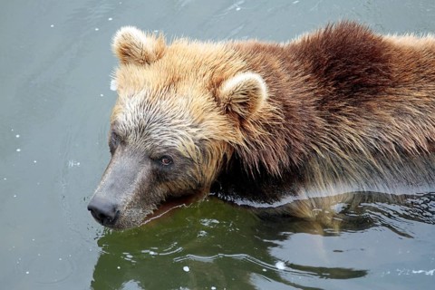 Kamchatka bear Kamtchatkabear