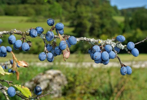 Blackthorn, Prunus spinosa, blackthorn, sloe, black haw