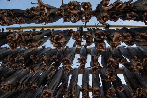 Dried fish, drying racks, Lofoten, Nordland, Norway, Europe