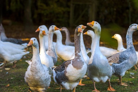 Geese in the outdoor enclosure