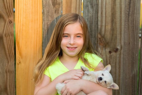 Blond kid girl hug a puppy dog happy chihuahua in backyard wooden fence